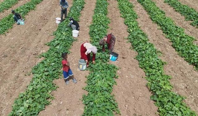 Çubuk Turşusu İçin Salatalık Hasadı Sıcaklara Rağmen Devam Ediyor