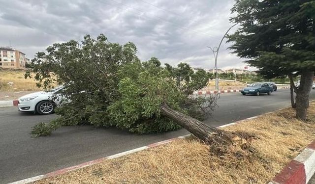 Erciş'te Fırtına Ağaçları Kökünden Söktü, Trafikte Aksamalar Yaşandı