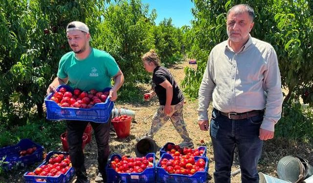 İznik'te Nektarin Tarlada 10 TL, Markette 100 TL'ye Satılıyor