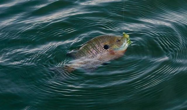 Japonya'nın Biwa Gölü'nde İstilacı Bluegill Balıkları 25 Milyona Ulaştı