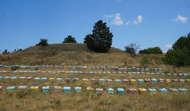 Kastamonu'da Coğrafi İşaretli Kestane Balı Hasadı Başladı