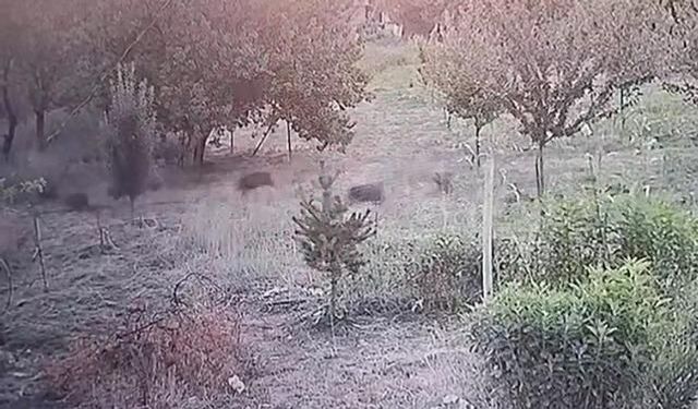 Malatya'da Domuz Sürüsü Yerleşim Yerlerine İndi, Kayısı Bahçesine Girdi
