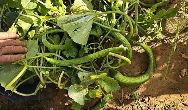 Manisa Sarıgöl'de Doğal Acur Hasadı Başladı: Kilosu 50 TL'den Satılıyor