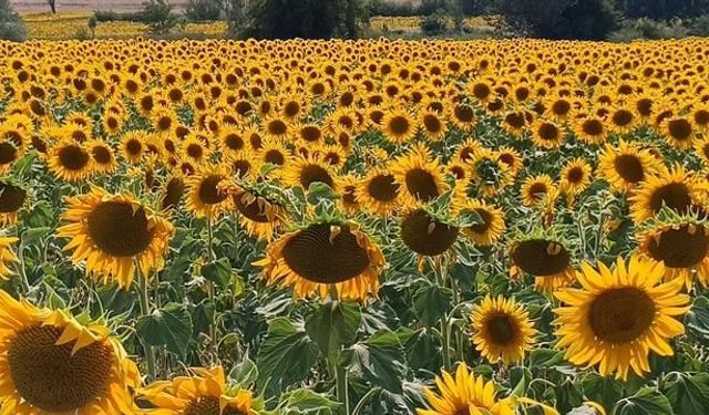 Pazaryeri'nde 10 Bin Dekarlık Ayçiçeği Tarlaları Sarıya Büründü