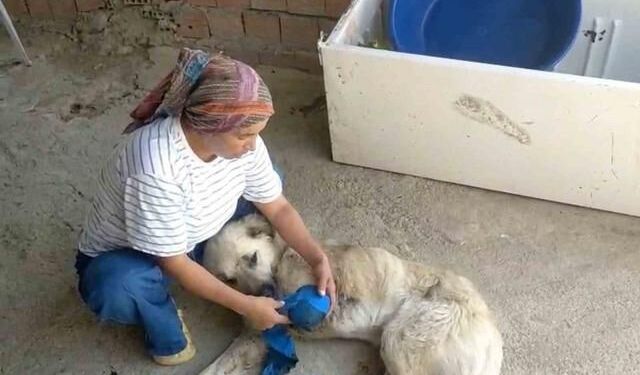 Serik'te Çoban Köpeğine Silahlı Saldırı: Yardımcı Köpek Sakat Kaldı
