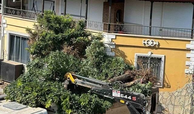 Sındırgı'da Yol Çalışmaları Kapsamında Akasya Ağaçları Söküldü