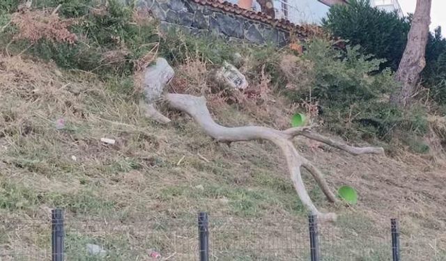 Tekirdağ'da Kuvvetli Poyraz Ağaçları Devirdi, Hayat Olumsuz Etkilendi