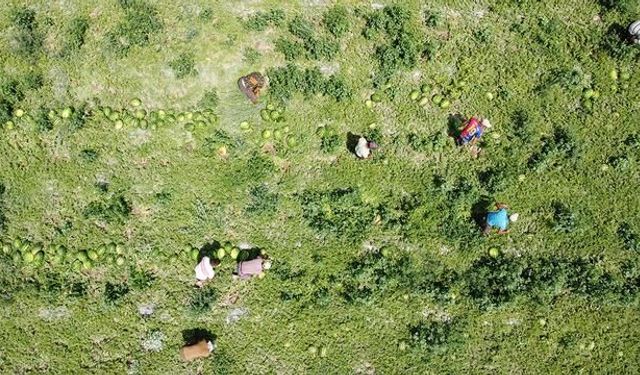 Yozgat Sekili'de Karpuz Hasadı Başladı: Talep Bu Yıl Daha Yoğun