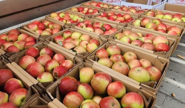 Amasya'da Misket Elması Hasadı Başladı, 6 Bin 462 Ton Rekolte Bekleniyor