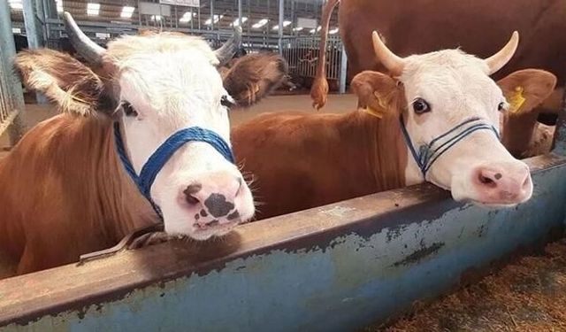 Aydın'da tüm hayvan pazarları geçici süreyle kapatıldı