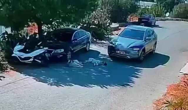 Bodrum'da otomobil yolda yatan iki köpeğin üzerinden geçti