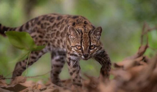 Bolivya'nın Yungas Ormanlarında Yeni Kedi Türü Tanımlandı