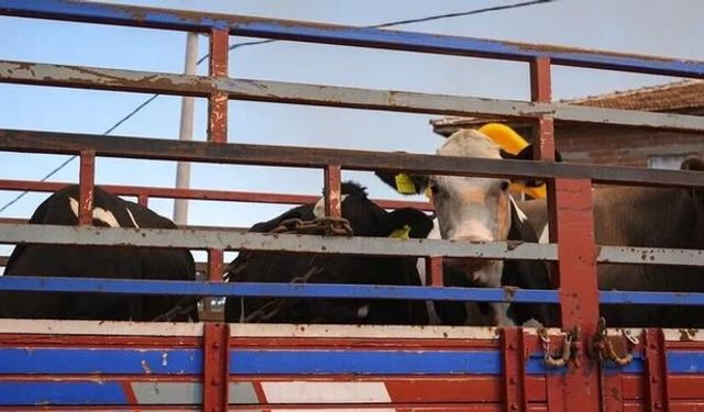 Canlı hayvan naklinde tanımlanmamış hayvanların kesim ve karantina uygulaması değişti