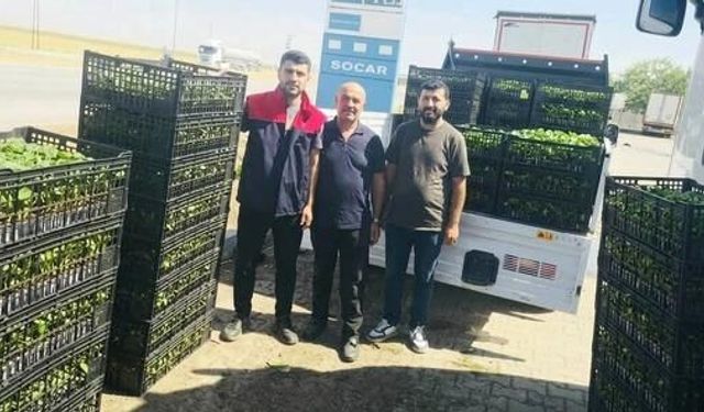 Cizre'de Çiftçilere Yüzde 75 Hibeli Sebze Fide Desteği Başladı