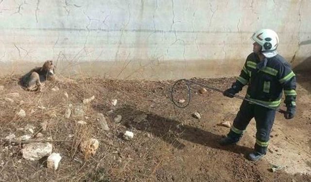 Denizli'de boş havuzda mahsur kalan av köpeği itfaiye ekiplerince kurtarıldı