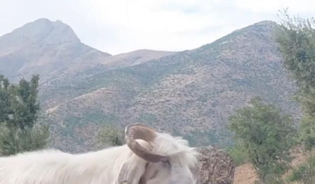 Fenomen çobanın keçiyle yaşadığı neşeli mücadele