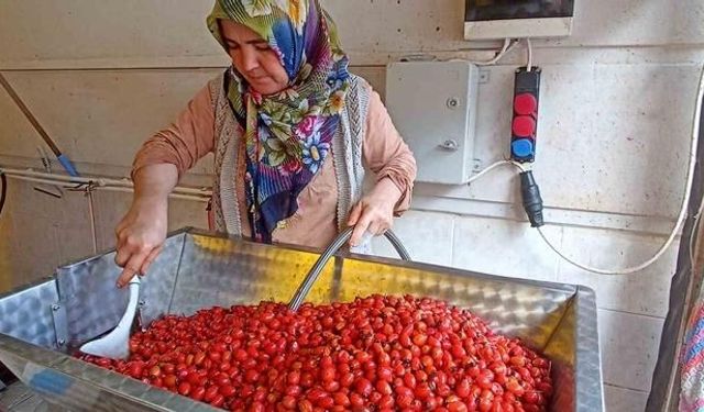 Havza'da Kuşburnu Marmeladı Hazırlığı Mekanik Sistemle Hızlandı