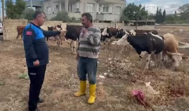 İslahiye'de kaybolan 17 büyükbaş hayvan sahibi bulunarak teslim edildi