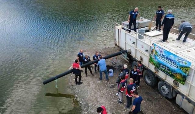 Kastamonu'daki göletlere 800 bin sazan balığı yavrusu bırakıldı