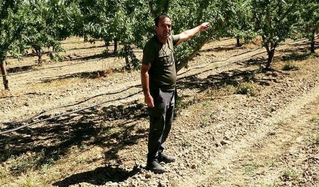 Kayseri'de Badem Üretiminde 10 Tonluk Rekolte Beklentisi