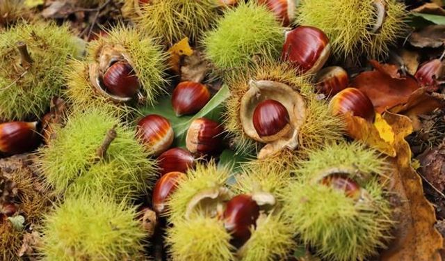 Kestane Hasadı Başladı: Kilosu 900 Lira, Pişmişi 2 Bin Liraya Satılıyor