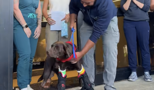Polis köpeği Bruno veterinerden alkışlarla uğurlandı