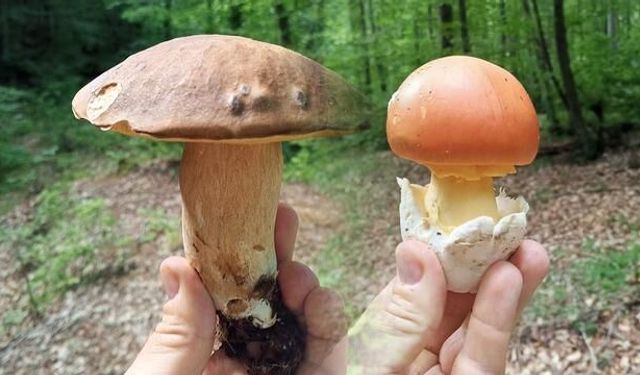 Sinop'ta Yağışlar Mantar Sezonunu Canlandırdı