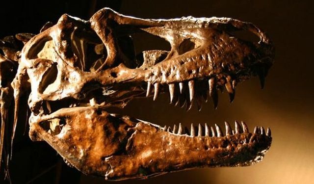 Tyrannosaurus rex'in İnsanlara Yakın Sıcakkanlılık Özelliği Ortaya Çıktı