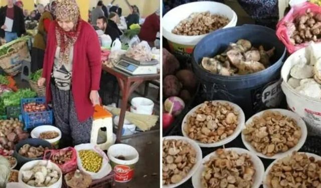 Bolu'da Kanlıca Mantarı Kilosu 600 Liraya Satılıyor