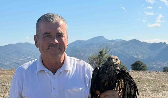 Bolu'da sıcak asfalta yapışan şahin muhtar tarafından kurtarıldı