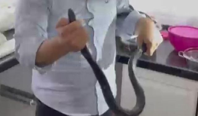 Çıplak Ellerle 2 Metrelik Yılanı Yakalamak