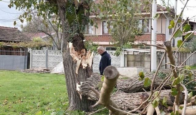 Düzce'de Fırtına Sonrası Tehlike Yaratan Ağaçlar Temizleniyor