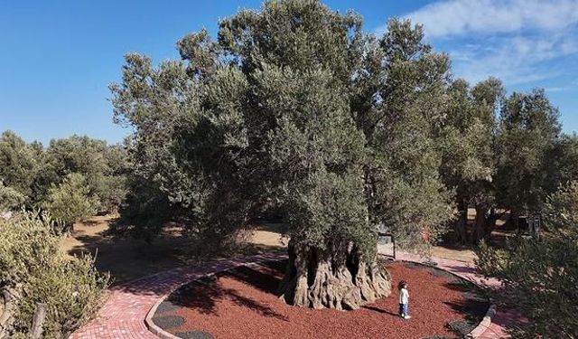 Edremit'te Bin Yıllık Zeytin Ağacından Elde Edilen Yağ Festivalde Tadıldı