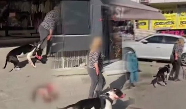 Esenyurt'ta Ağızlıksız Pitbull Sokak Kedisini Parçaladı