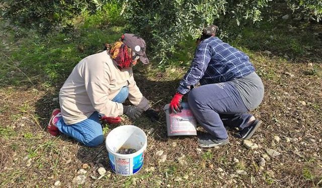 Hatay'da 250 yıllık halhalı zeytininde hasat başladı, günlük kazanç 1500 TL'ye ulaşıyor