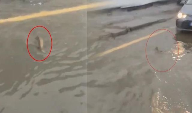 İstanbul Göktürk'te Su Birikintisinde Yüzen Balığa Sürücü Yol Verdi