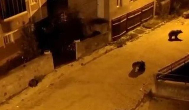 Kars'ta Mahalleye İnen Ayılar Yiyecek Ararken Görüntülendi
