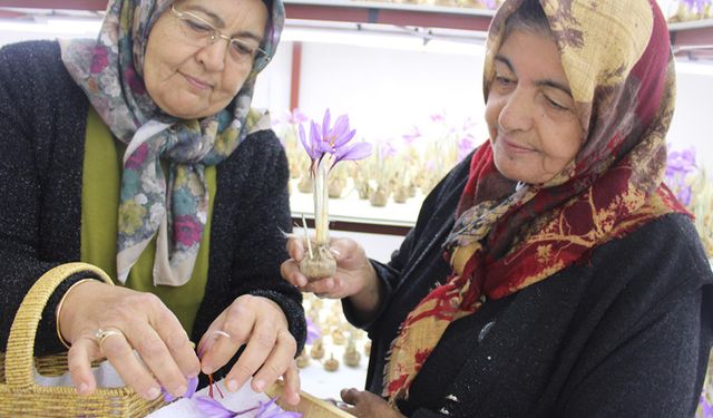 Kayseri'de kapalı alanda topraksız tarımla safran üretimi gerçekleştirildi
