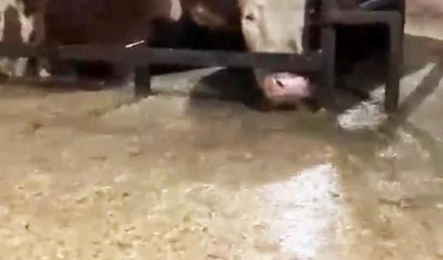 Sakarya'da sel sularına kapılan ahırda büyükbaş hayvanlar mahsur kaldı