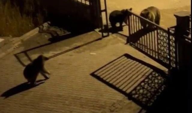Vatandaş, ormanda ayının yiyecek aramasına tepki gösterdi