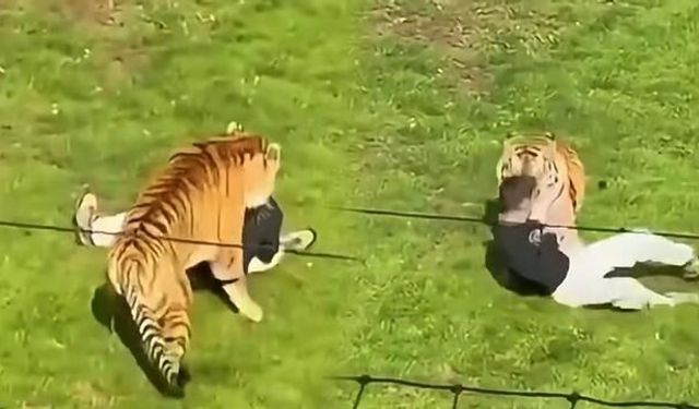 Yorkshire'daki hayvanat bahçesinde Bengal kaplanına giren kişi yaşamını yitirdi