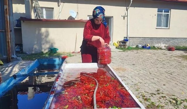 Yozgat'ta Gilaburu Hasadı Başladı, 8 Kilosu 1.000 TL'den Satılıyor
