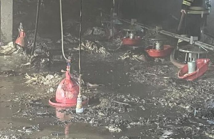 Bolu Mudurnu'da hindi kümesinde yangın: 1800 hindi hayatını kaybetti