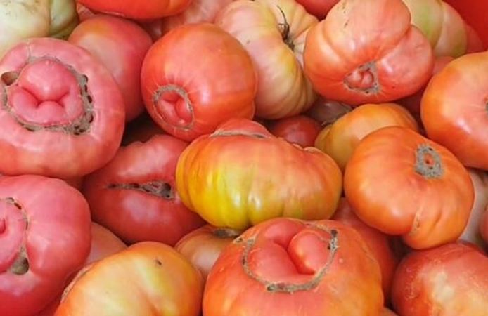 Elazığ'da Ata Tohumu Domatesler 1,2 Kilograma Ulaşıyor