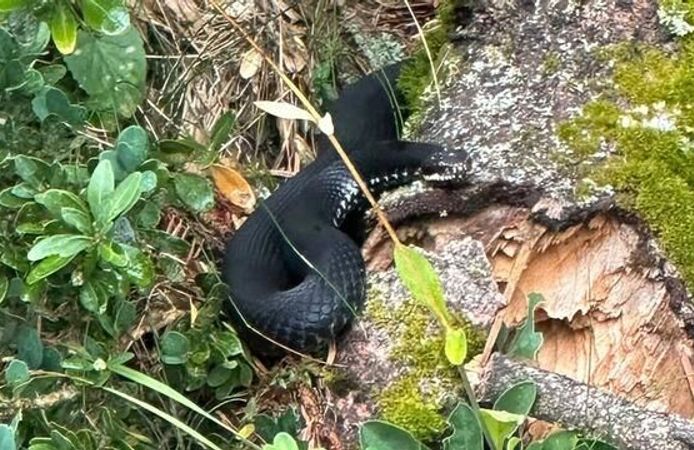 Sakarya Hendek'te Baran Engereğiyle Karşılaşan Mantar Toplayıcıları Görüntüledi