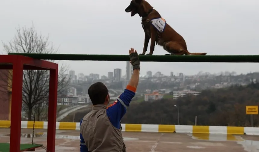 Afet köpeklerine detaylı yönetmelik... Köpekli Arama Timi Yönetmeliği yayımlandı