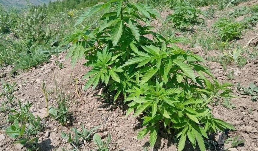 Bingöl'de kenevir ve kaçak tütün ele geçirildi