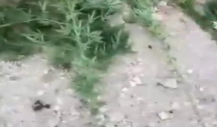 Mardin'de uyuşturucu operasyonunda 3 gözaltı