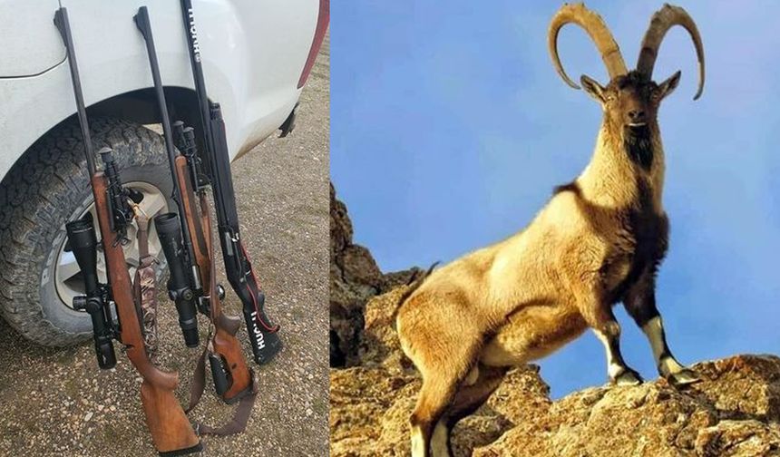 Kaçak Avcıya Otomobil Fiyatına Ceza! Yaban Keçisi Vurmanın Bedeli