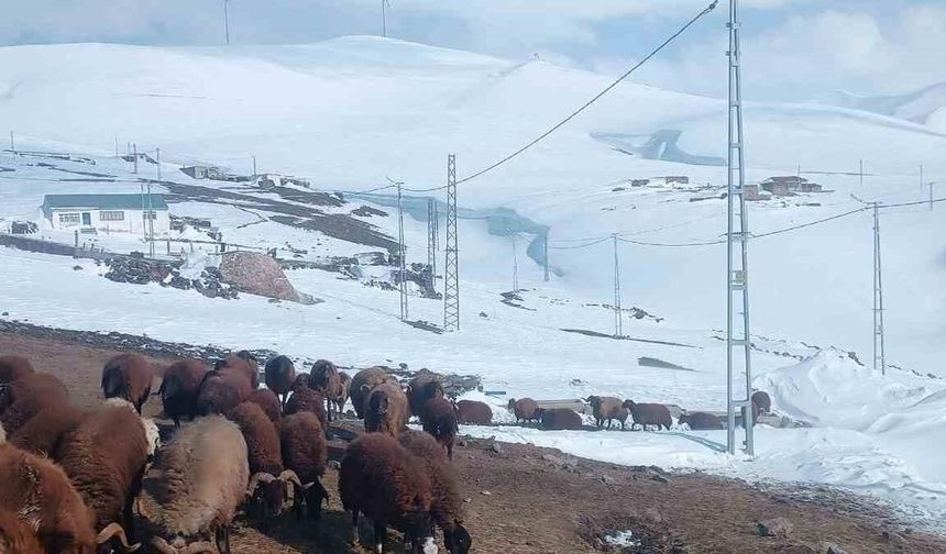 Ağrı'nın Gündoğdu Köyünde Nisan Ayında Yoğun Kar Yağışı Ulaşımı Engelledi